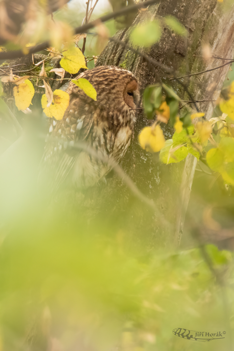 Puštík obecný | Strix aluco | Tawny Owl