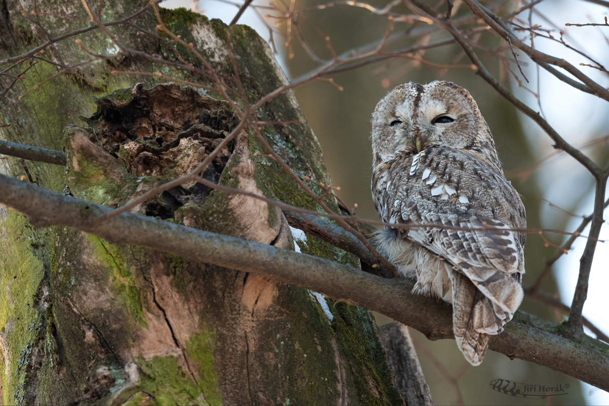 Puštík obecný | Strix aluco | Tawny Owl
