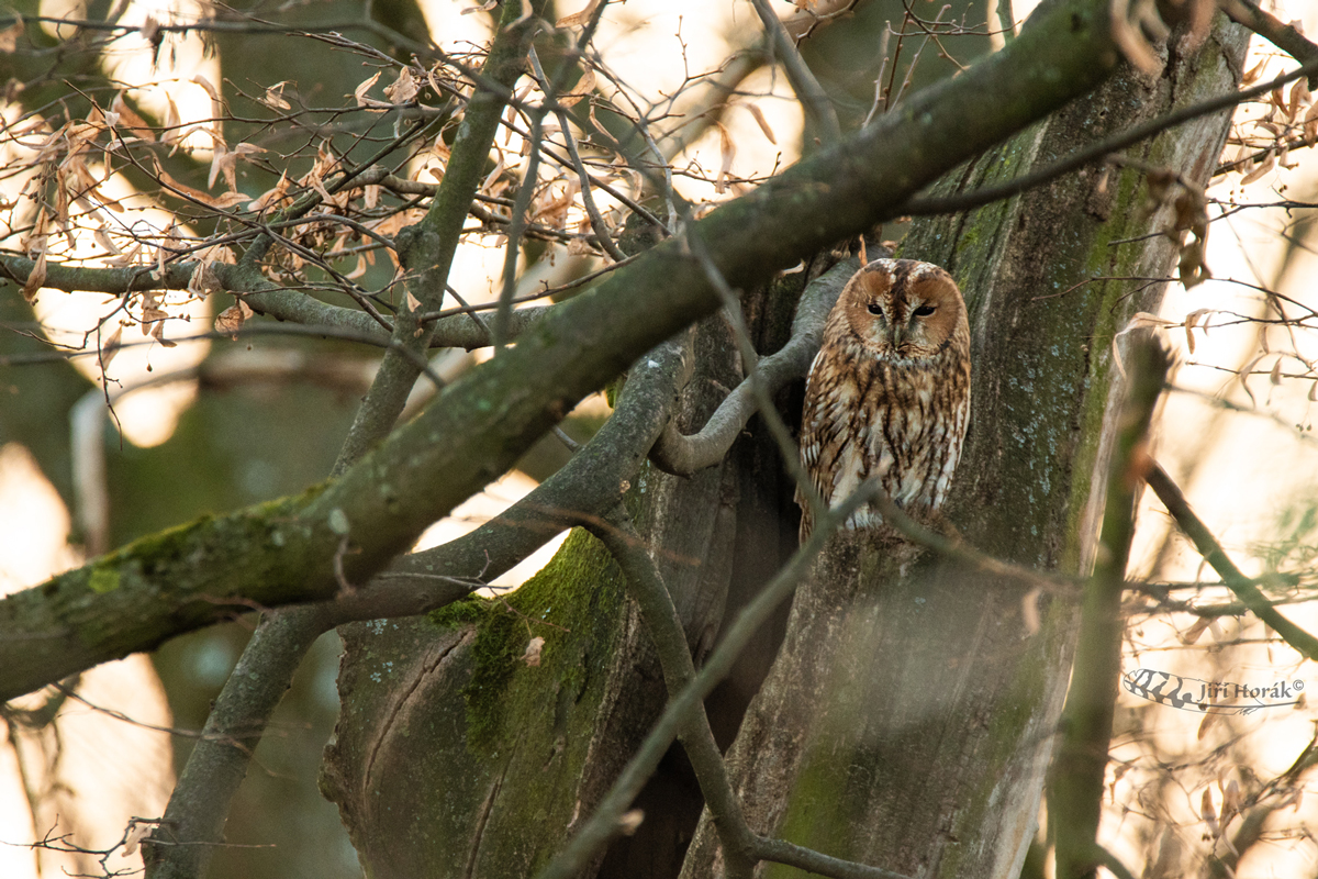 Puštík obecný | Strix aluco | Tawny Owl