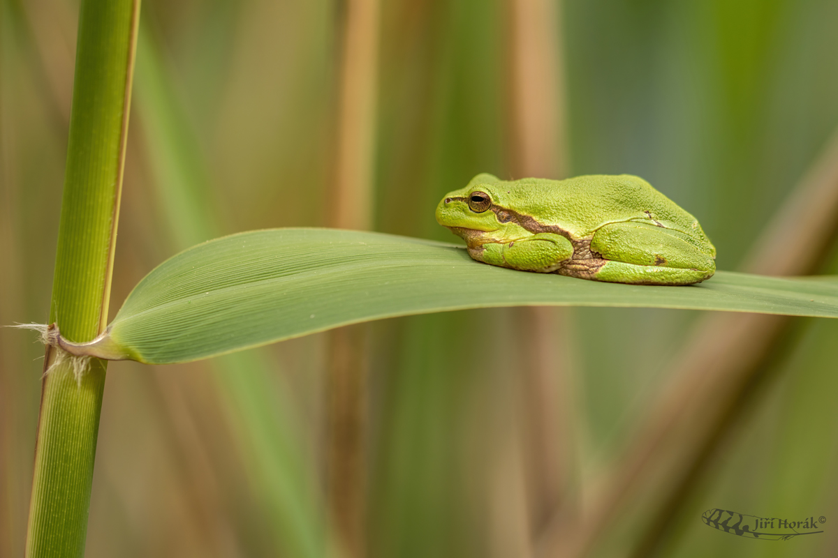 Rosnička zelená | Hyla arborea | European tree frog
