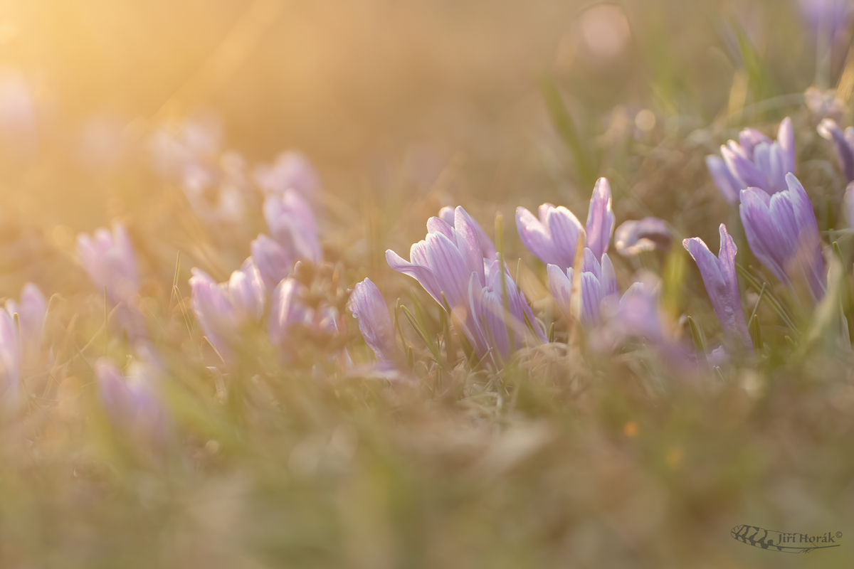 Šafrán bělokvětý | Crocus vernus