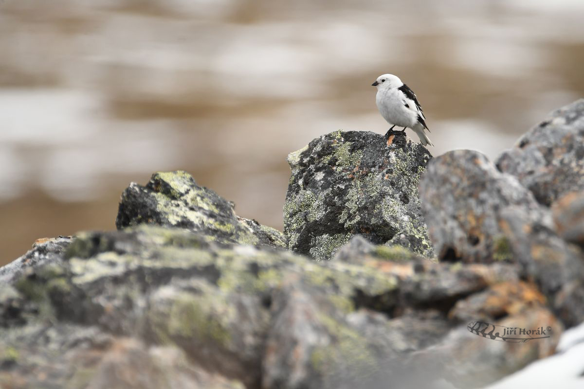 Sněhule severní | Plectrophenax nivalis | Snow Bunting