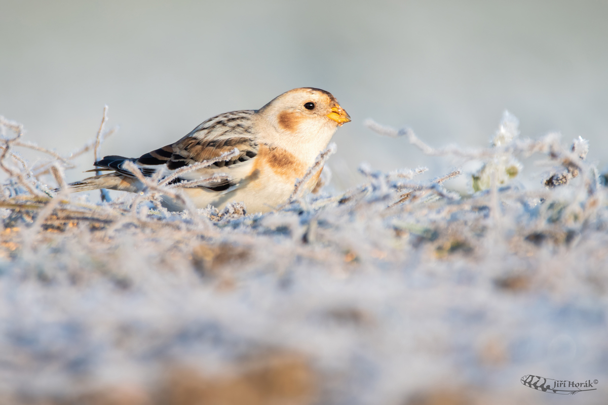 Sněhule severní | Plectrophenax nivalis | Snow Bunting