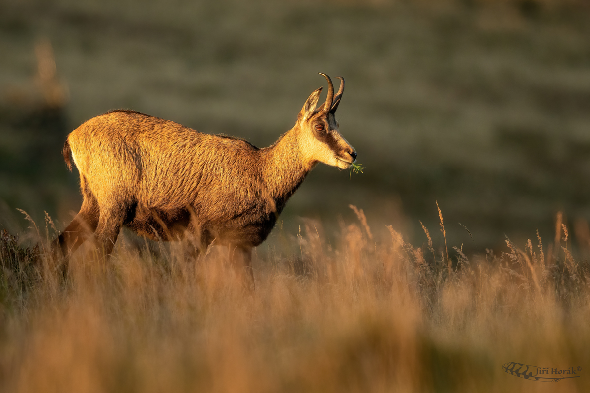 Snídaně u kamzíků | Rupicapra rupicapra | Chamois