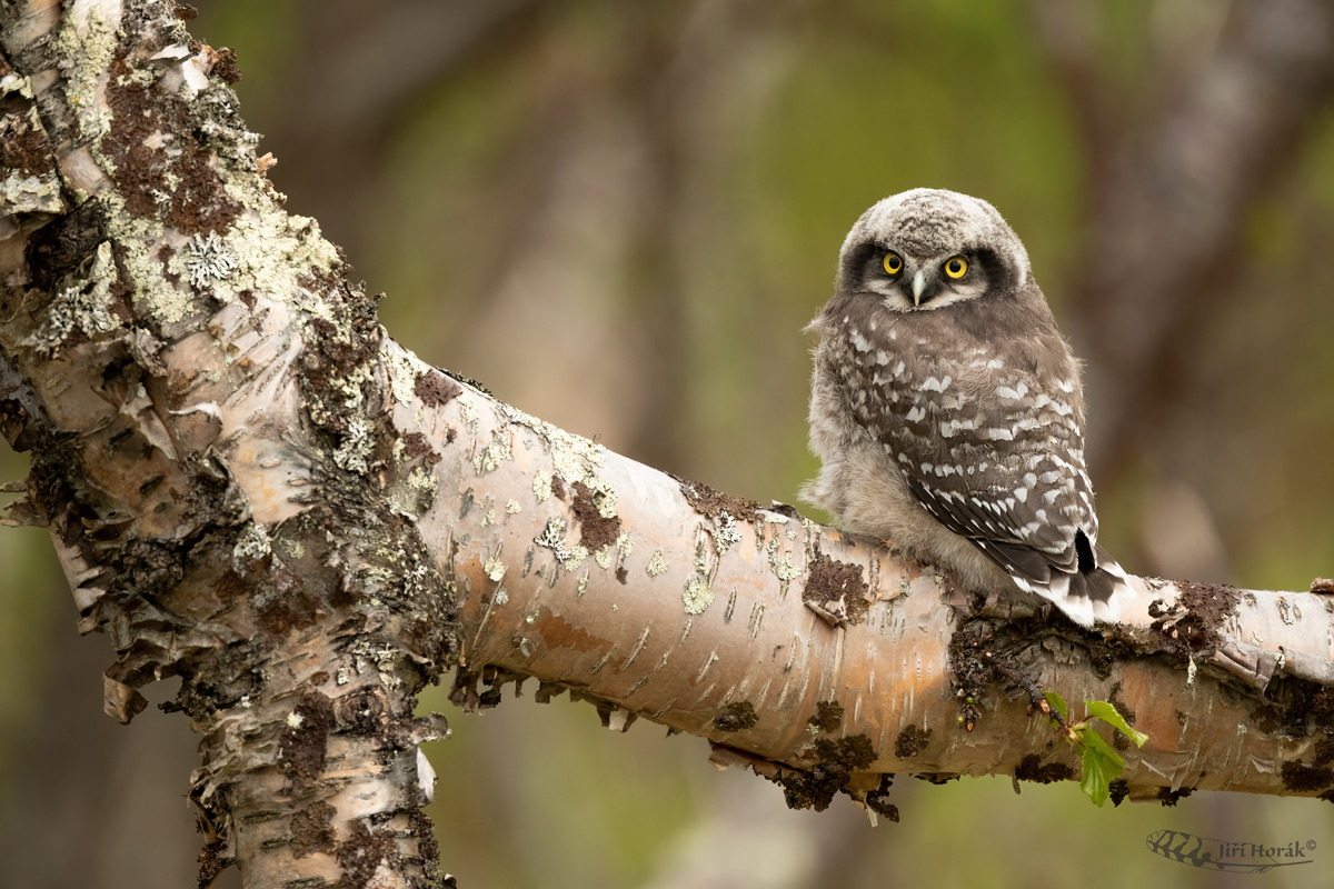 Sovice krahujová mládě | Northern Hawk Owl