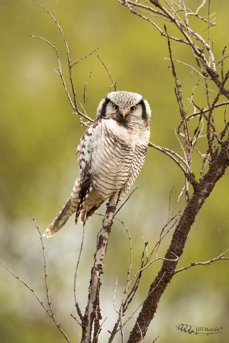Sovice krahujová | Surnia ulula | Hawk Owl