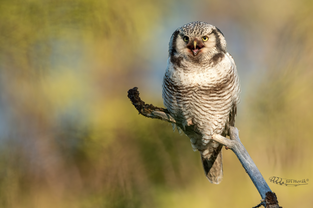 Sovice krahujová | Surnia ulula | Hawk Owl