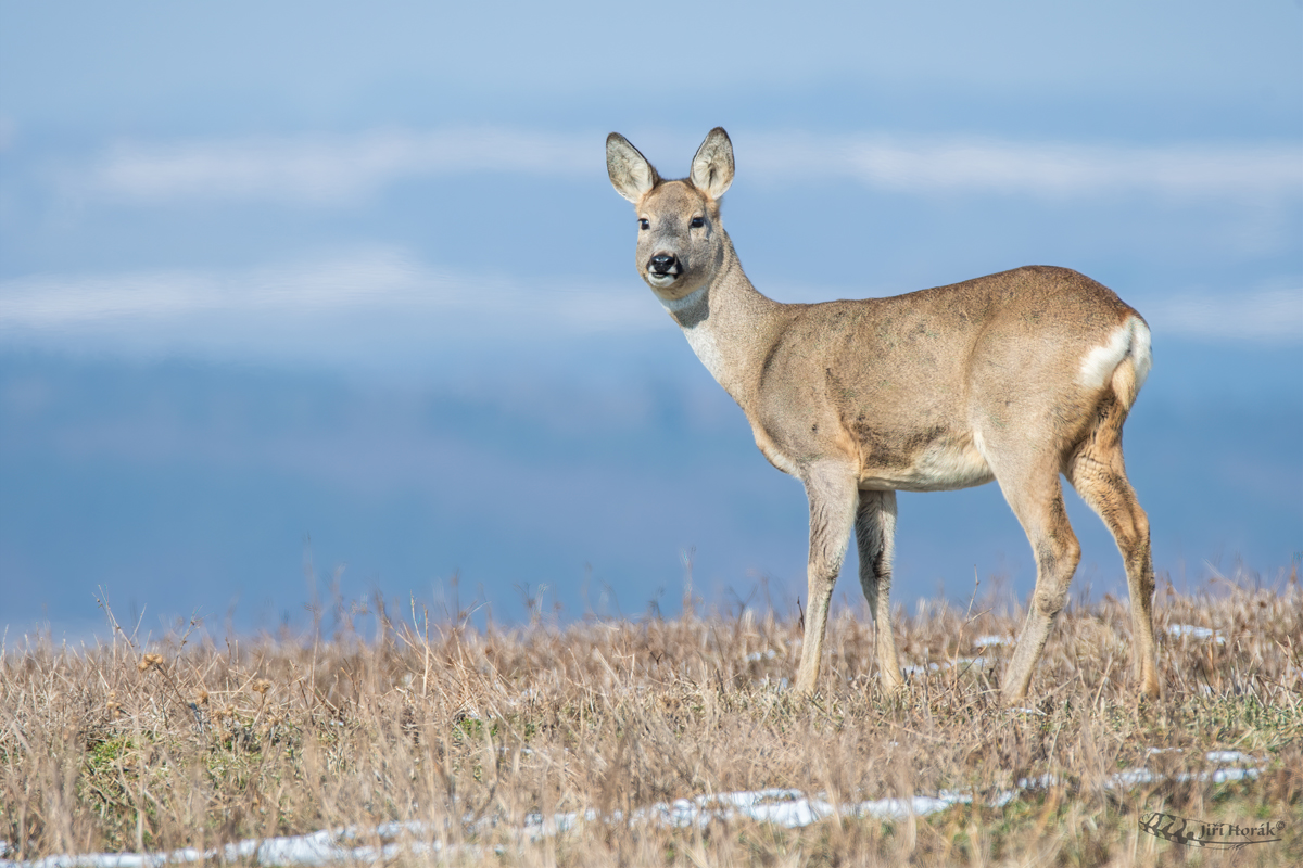 Srna | Capreolus capreolus | Roebuck