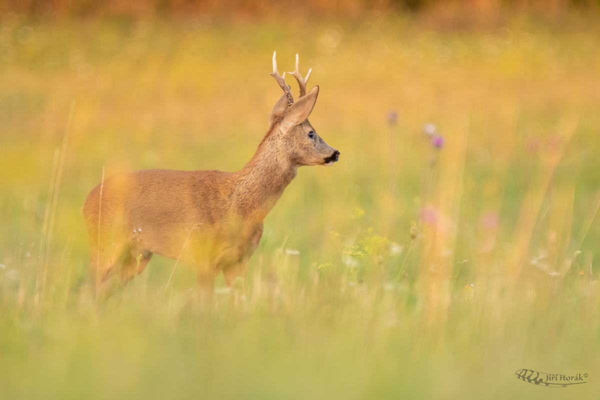 Srnec | Capreolus capreolus | Roe Deer