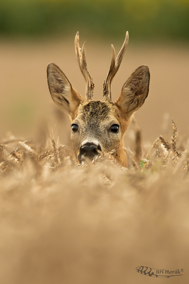 Srnec v obilí | Capreolus capreolus | Roe Deer