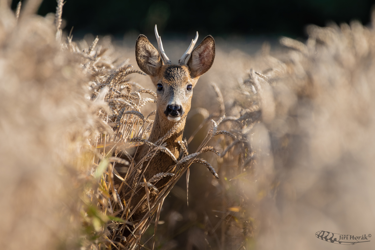 Srneček| Capreolus capreolus | Roe Deer