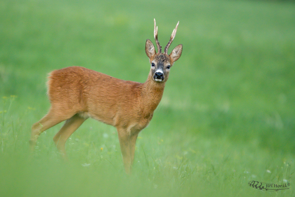 Starý mazák | Capreolus capreolus | Roe Deer