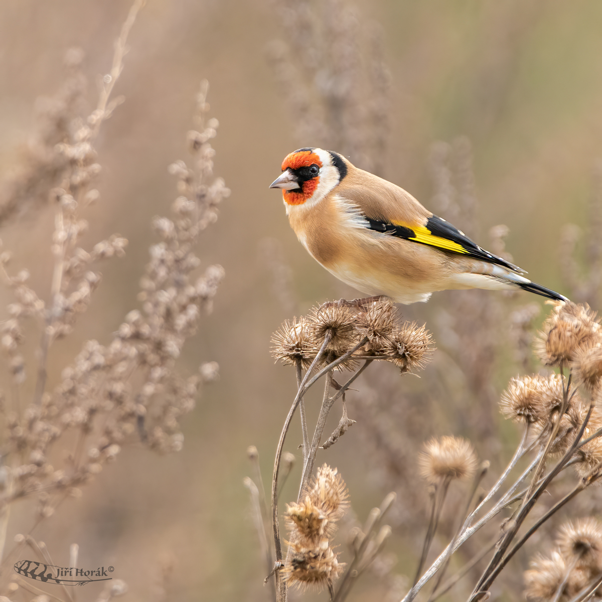 Stehlík obecný | Carduelis carduelis | European Goldfinch