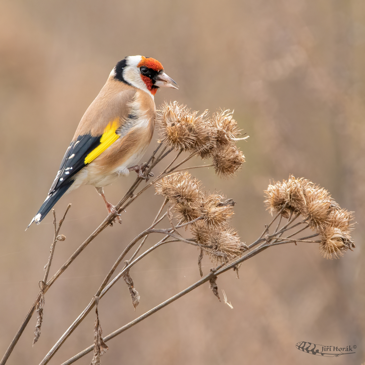Stehlík obecný | Carduelis carduelis | European Goldfinch