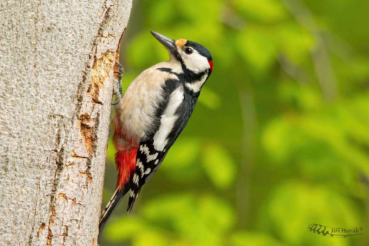 Strakapoud velký | Dendrocopos major | Great Spotted Woodpecker