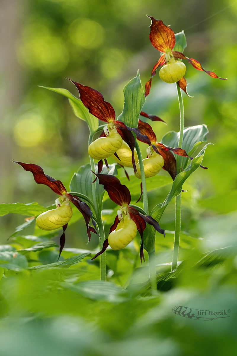 Střevíčník pantoflíček | Cypripedium calceolus