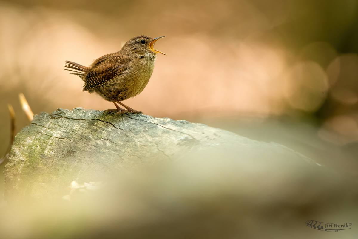 Střízlík obecný | Troglodytes troglodytes | Winter Wren