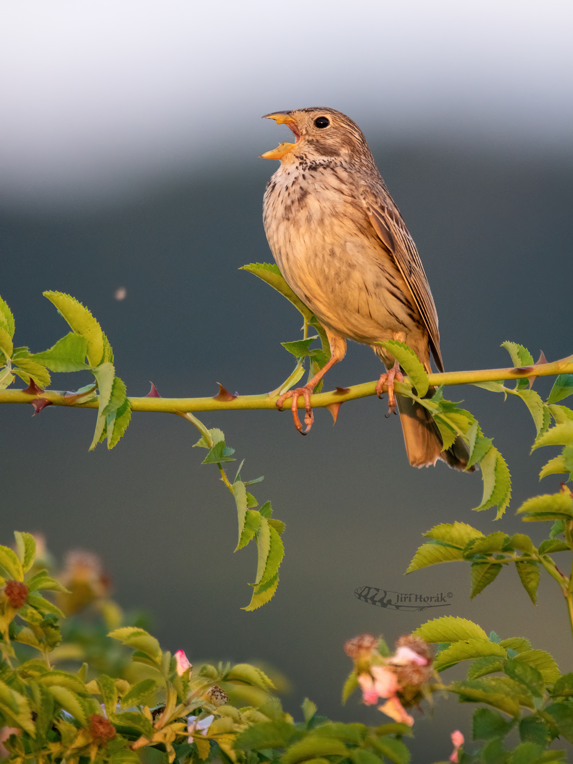 Strnad luční | Emberiza calandra | Corn Bunting