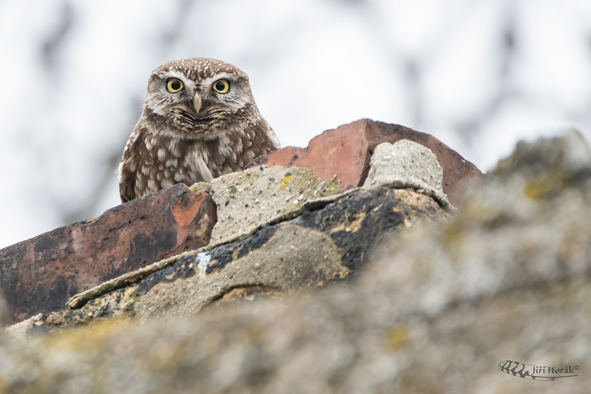 Sýček obecný | Athene noctua | Little Owl