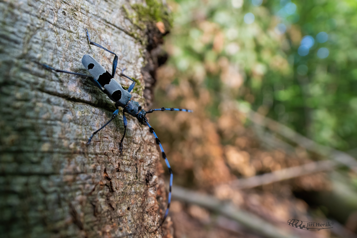 Tesařík alpský v pralese | Alpine longhorn beetle