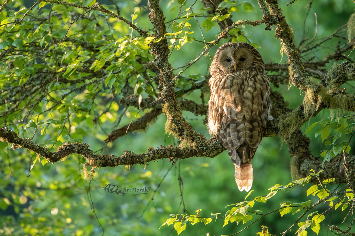 Uralka v poslední paprscích dne | Strix uralensis