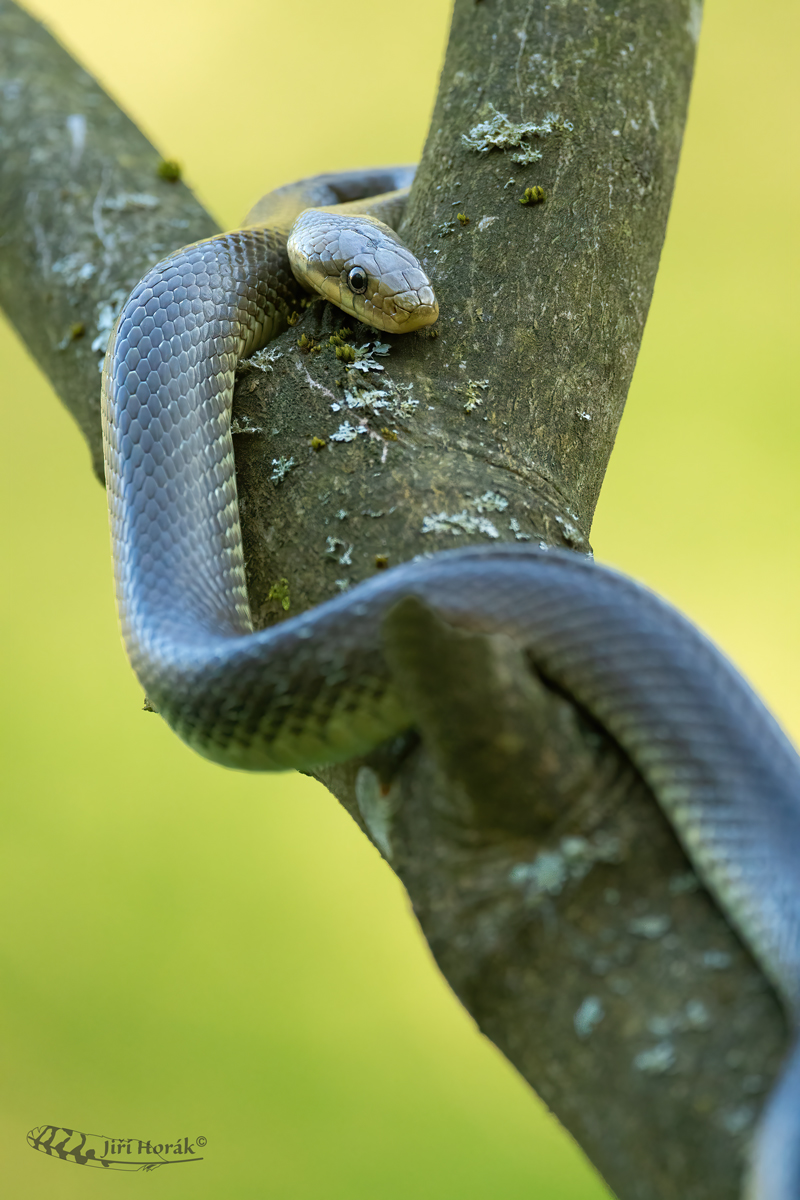 Užovka stromová | Zamenis longissimus | Aesculapean snake