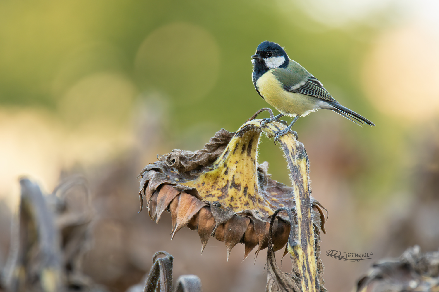 Ve slunečnicové spíži | Parus major | Great Tit
