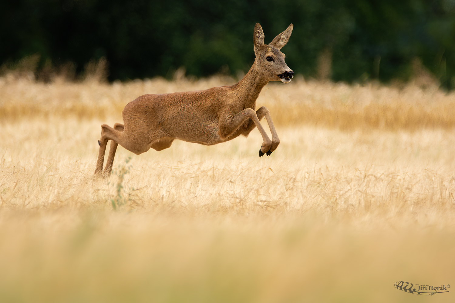 Ve výskoku | Capreolus capreolus | Roe Deer