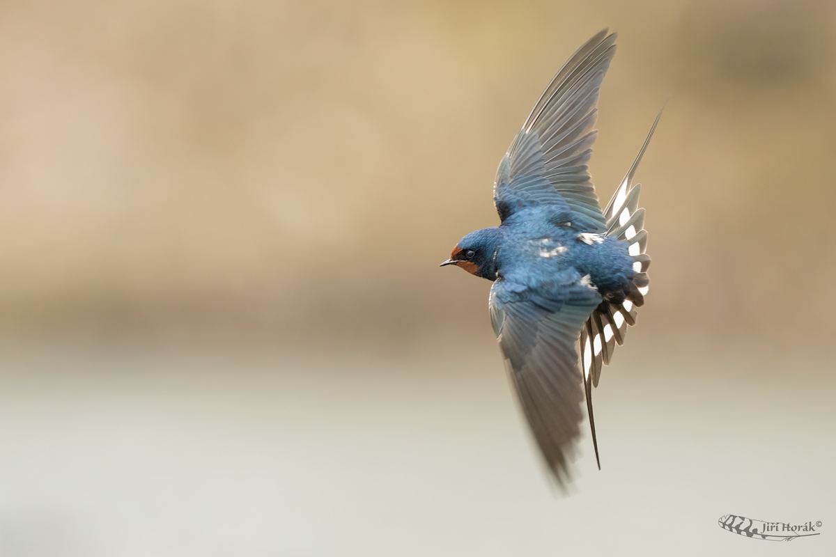 Vlaštovka obecná | Hirundo rustica | Barn Swallow