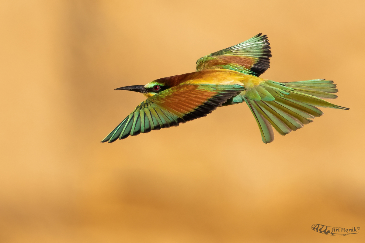 Vlha pestrá | Merops apiaster | European  Bee-eater