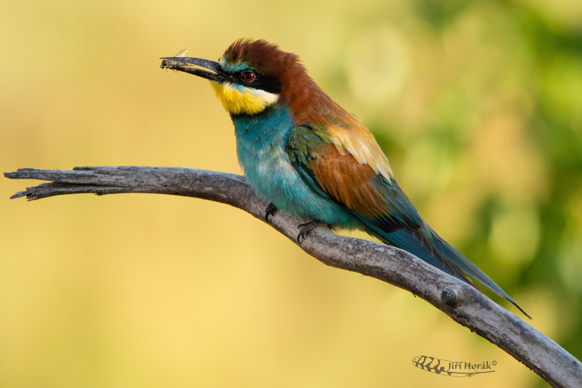 Vlha s muchou | Merops apiaster | European  Bee-eater