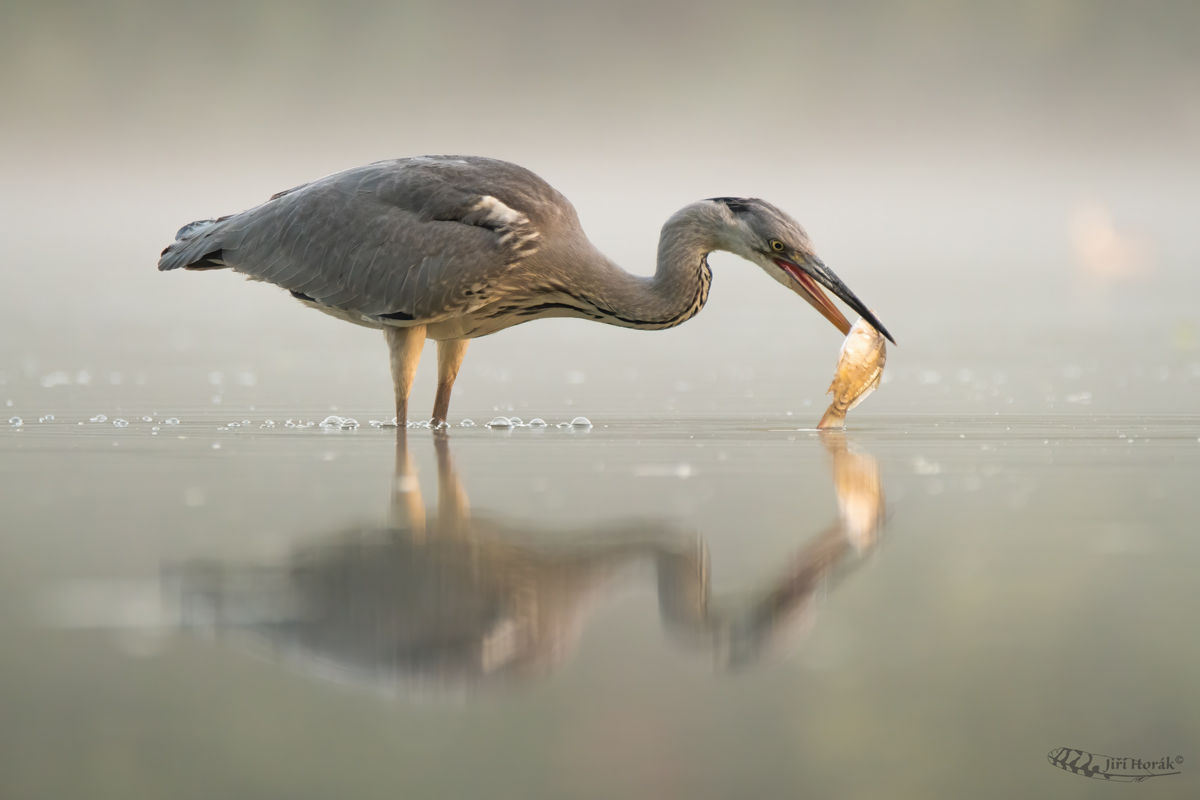 Volavka popelavá | Ardea cinerea | Grey Heron