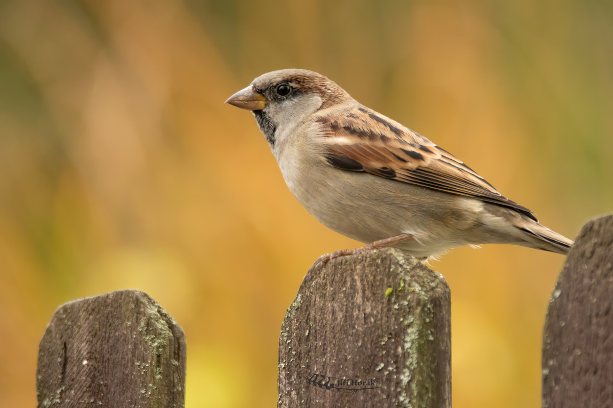 Vrabec domácí samec | Passer domesticus | House Sparrow