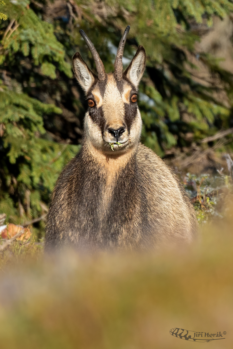 Vykulený kamzík | Rupicapra rupicapra | Chamois