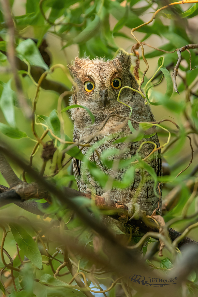 Výreček malý juvenilní | Otus scops