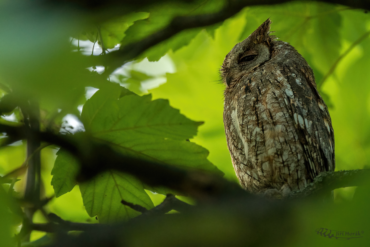 Výreček malý | Otus scops | Eurasian Scops Owl