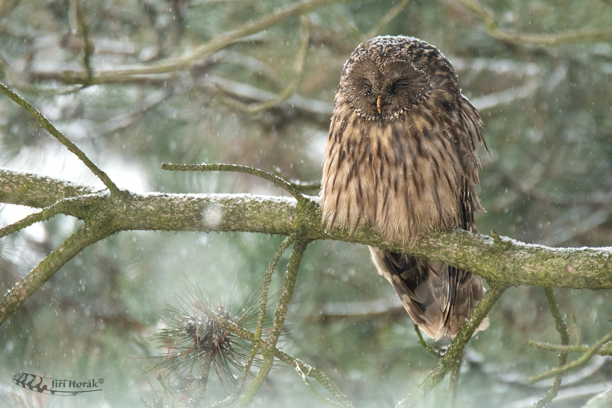 Zasněžená uralka | Strix uralensis | Ural Owl