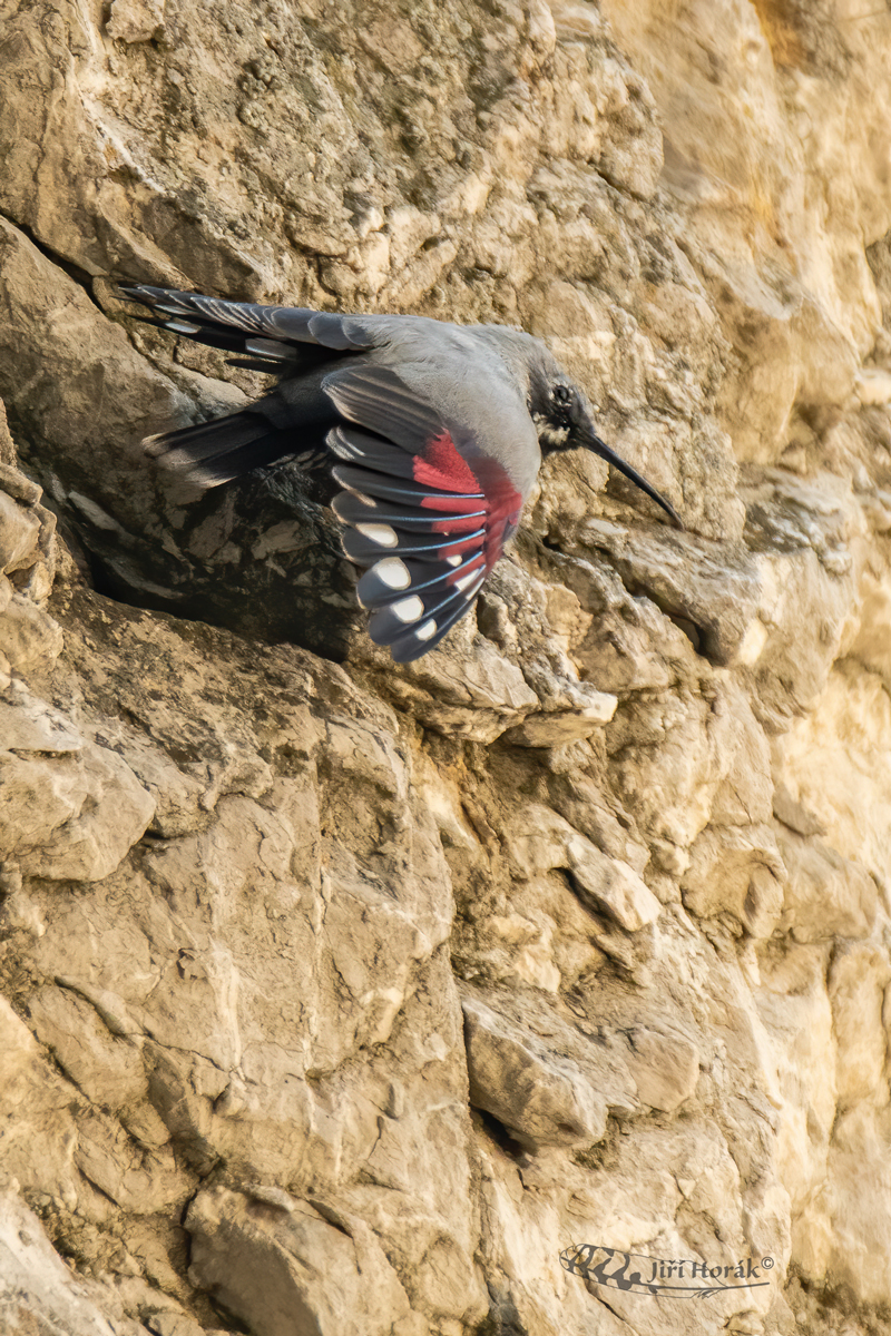 Zedníček skalní | Tichodroma muraria | Wallcreeper