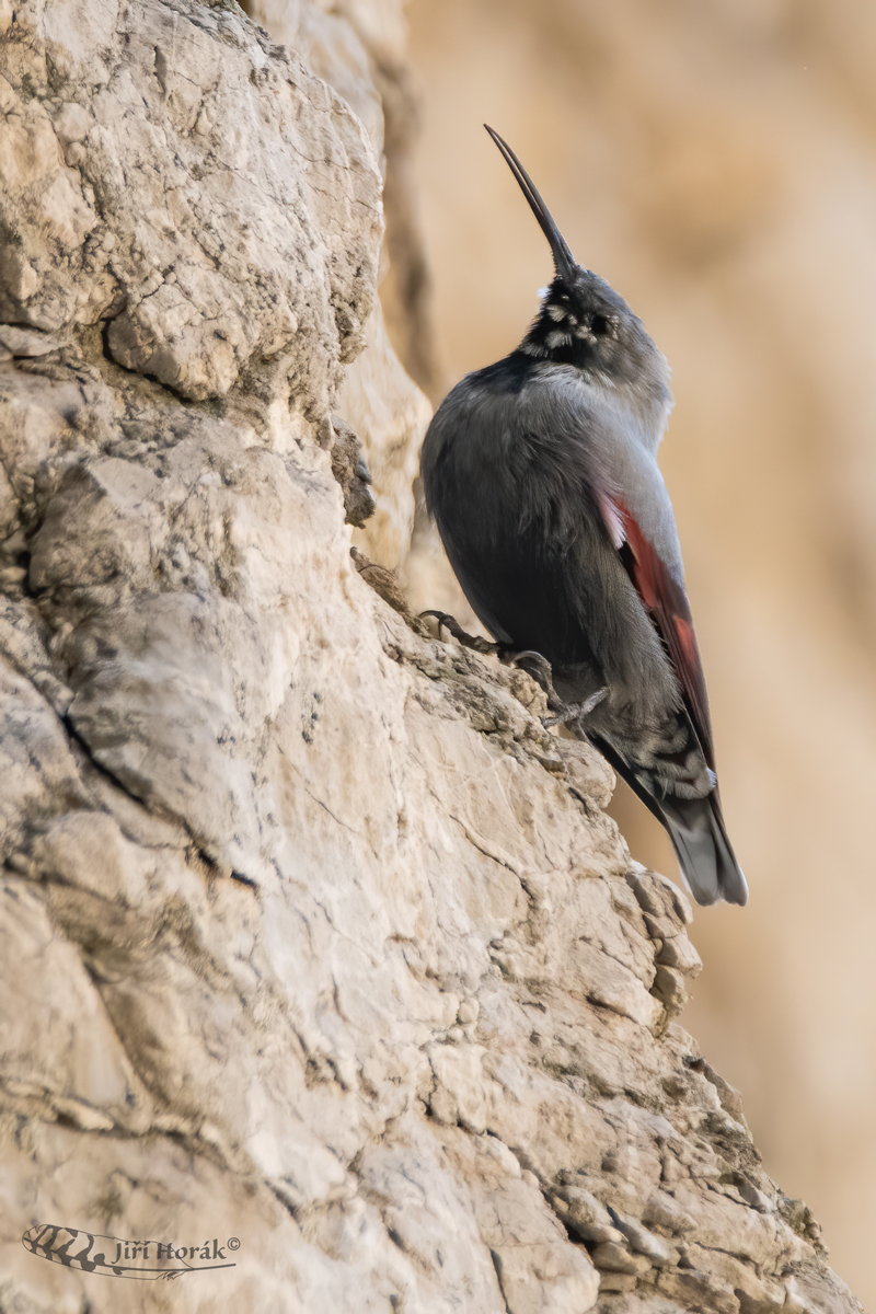 Zedníček skalní | Tichodroma muraria | Wallcreeper