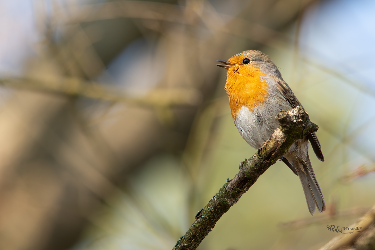 Zpívající červenka | Erithacus rubecula | Eurasian Robin