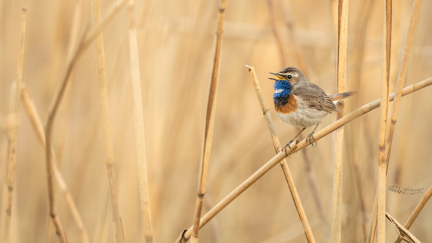 Zpívající modráček | Luscinia svecica cyanecula | Bluethroat 