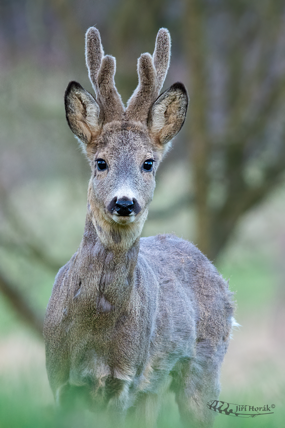 Zvědavý chlupatý | Capreolus capreolus | Roe Deer