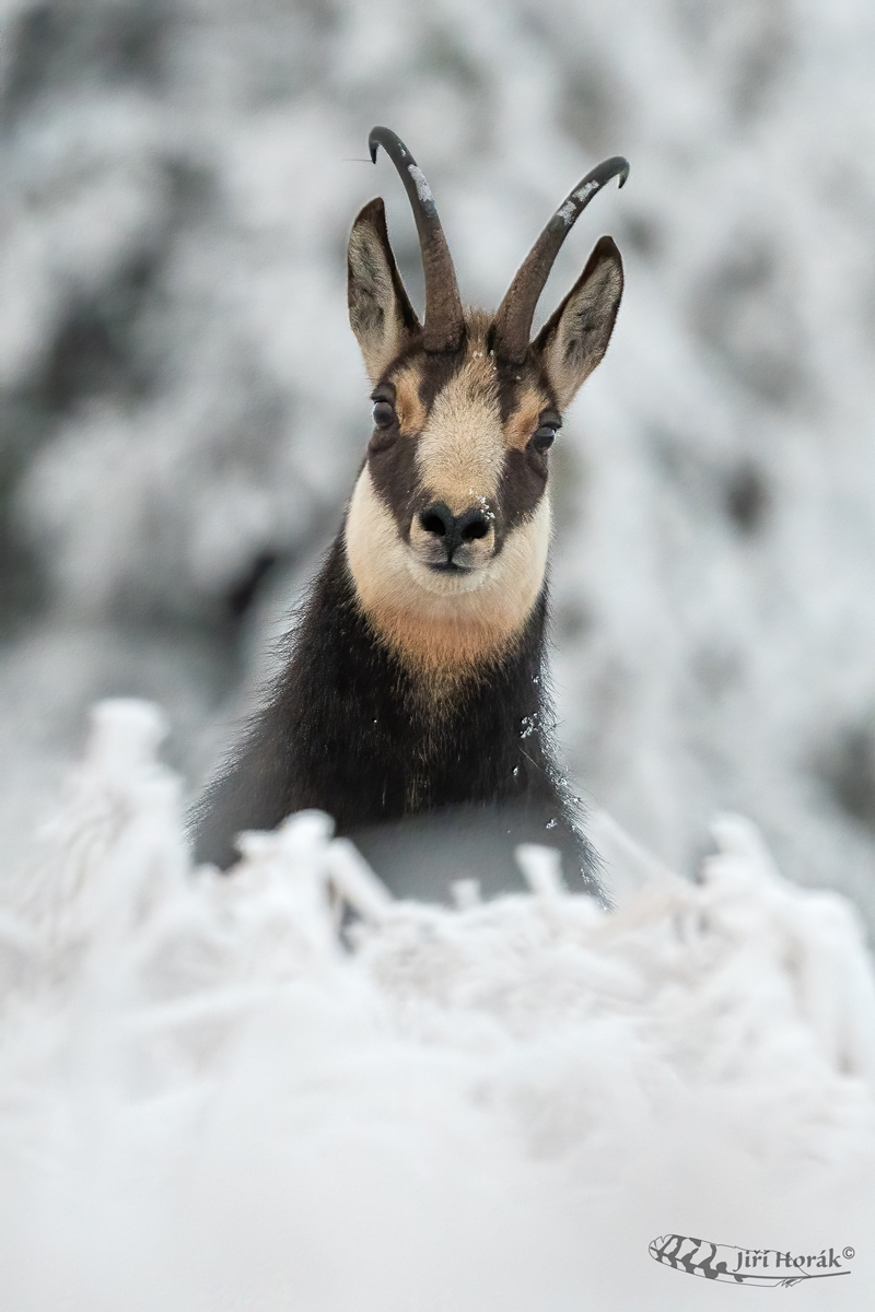 Zvědavý kamzík | Rupicapra rupicapra | Chamois