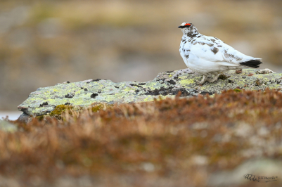 Bělokur horský | Lagopus muta | Rock...