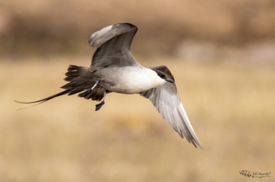 Chaluha malá | Stercorarius longicaudus |...