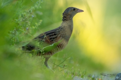 Chřástal polní | Crex crex | Corncrake