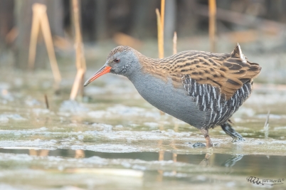 Chřástal vodní | Rallus aquaticus | Water...