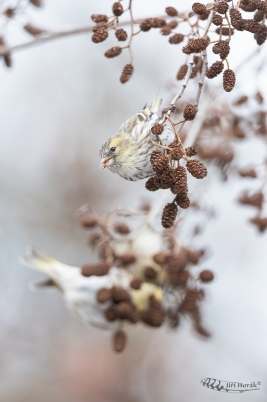 Čížci | Carduelis spinus | Eurasian Siskin