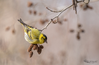 Čížek lesní | Carduelis spinus |...