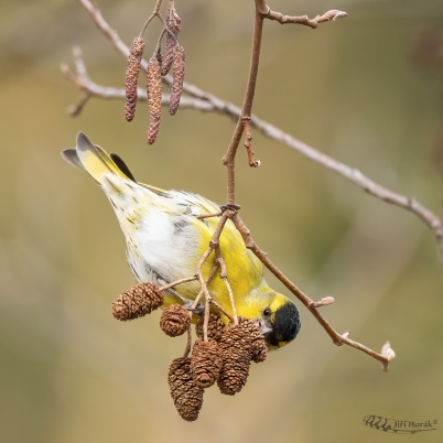 Čížek lesní samec | Carduelis spinus |...